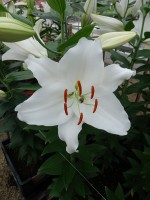 [5320 Premium Blond VWS No02.JPG]